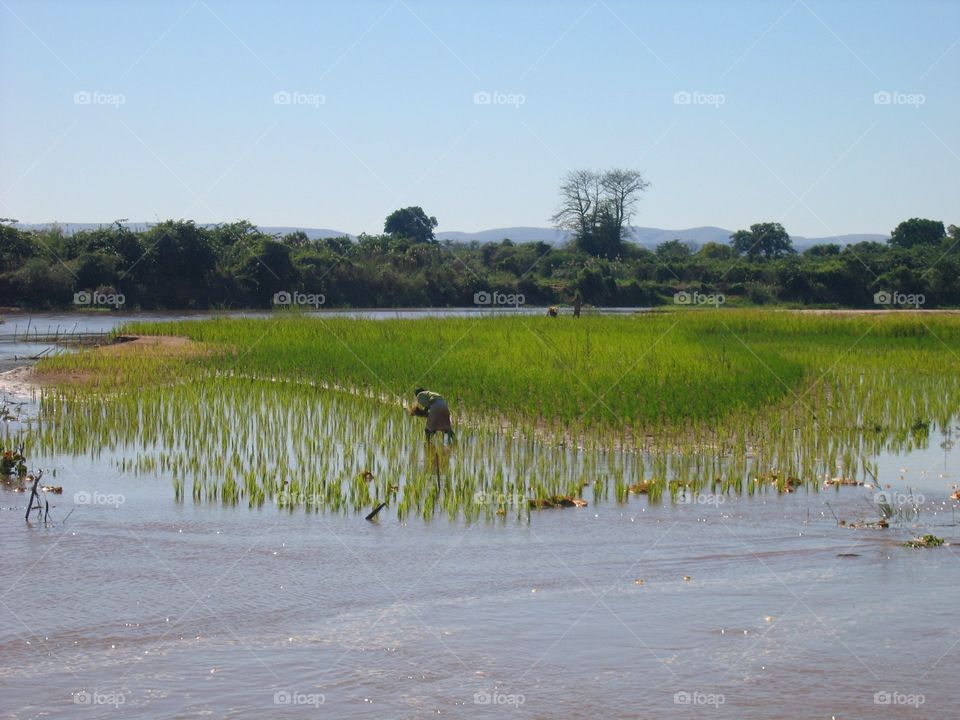 Rice plantation
