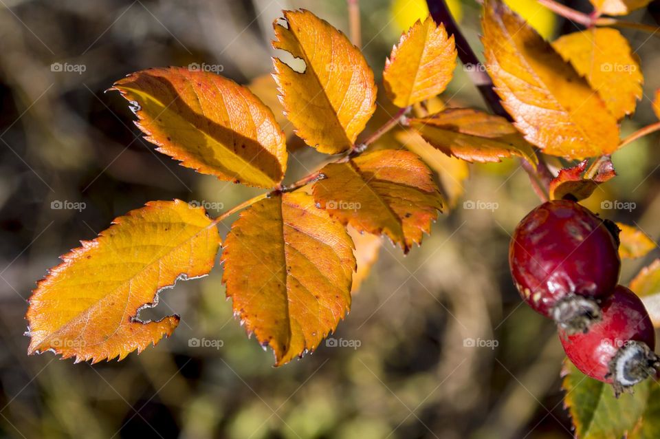 Rosehip branch