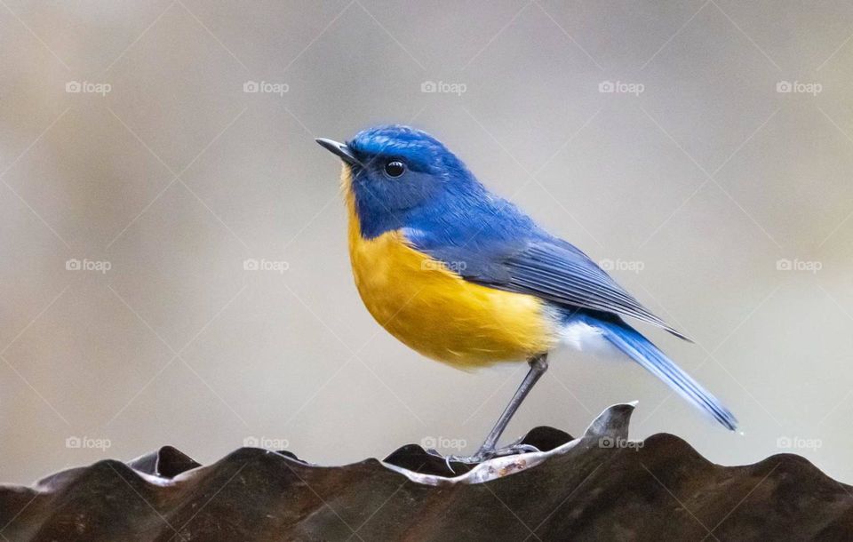 Very nice bird, Blue-throated Flycatcher, photographed in Xishuangbanna, China