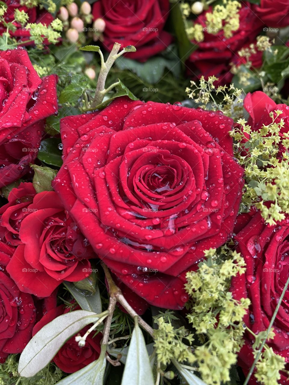 Red rose with water drops / Rote Rose mit abperlendem Wasser