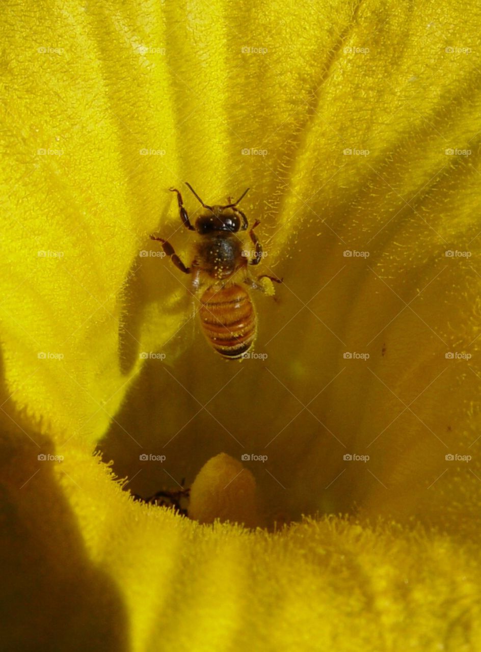 Bee in squash flower