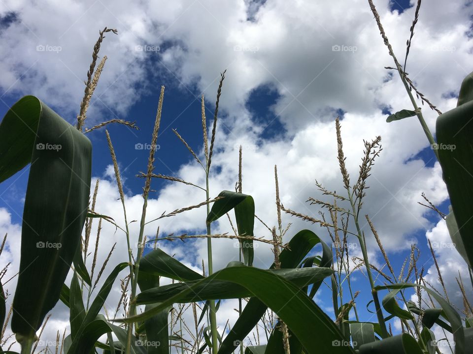 Corn Fields on a Beautiful Summer Day