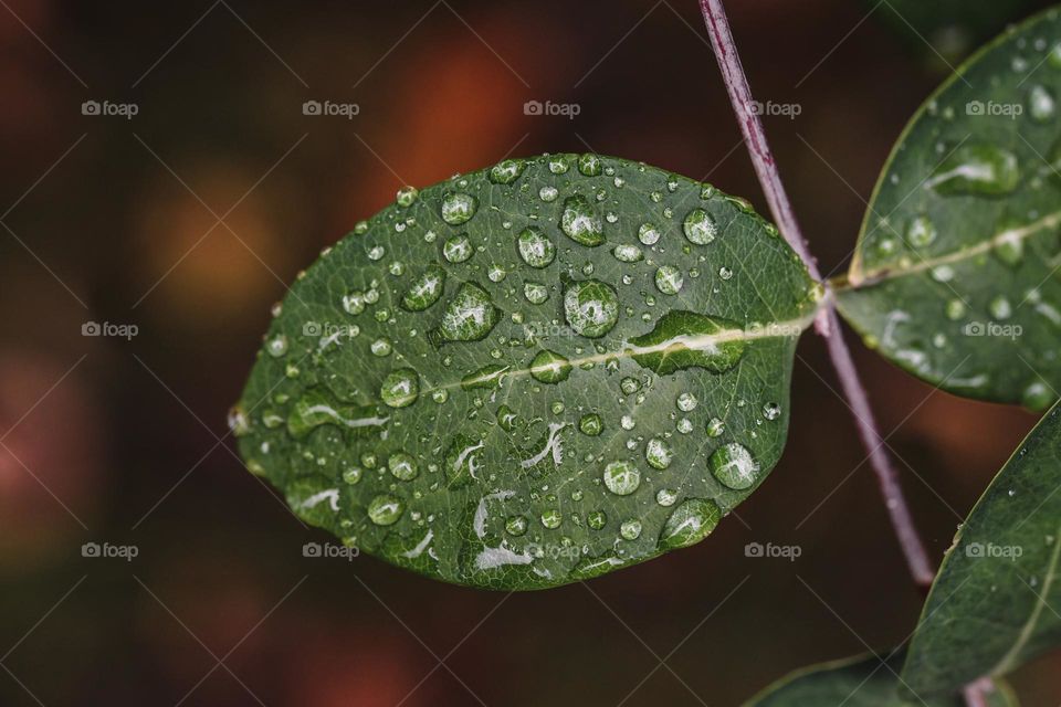 Closeup or macro of small water drops on leaf