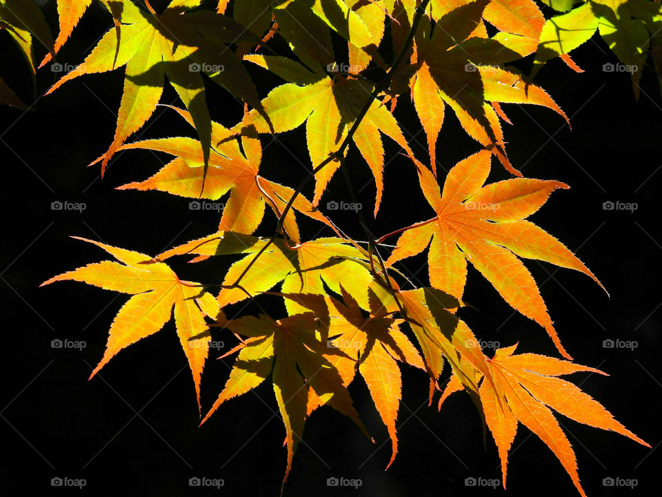 Bright Colorful Autumn Leaves Hanging Against Dark Background