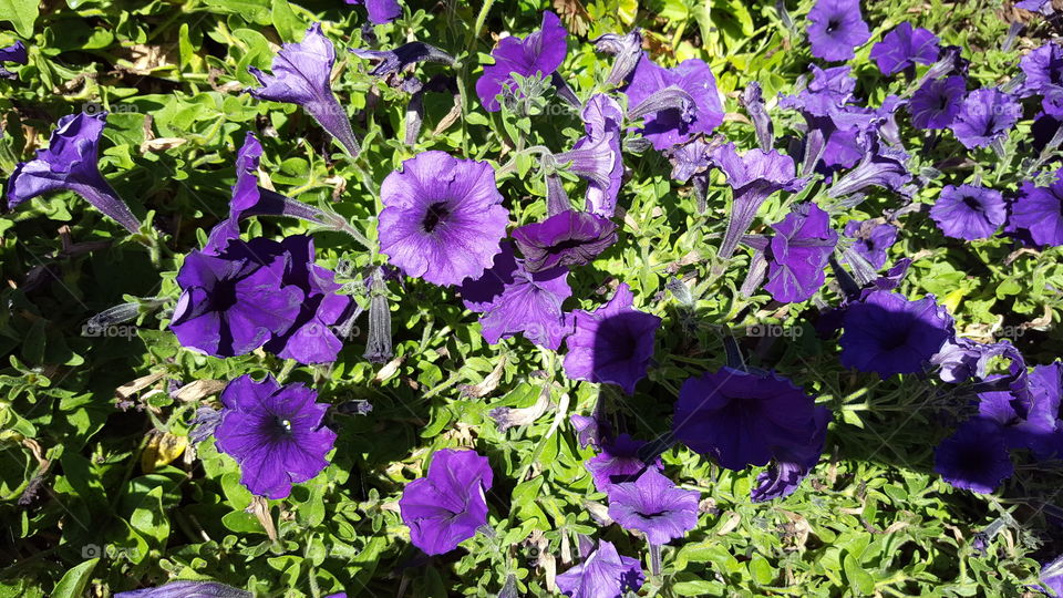 petunias