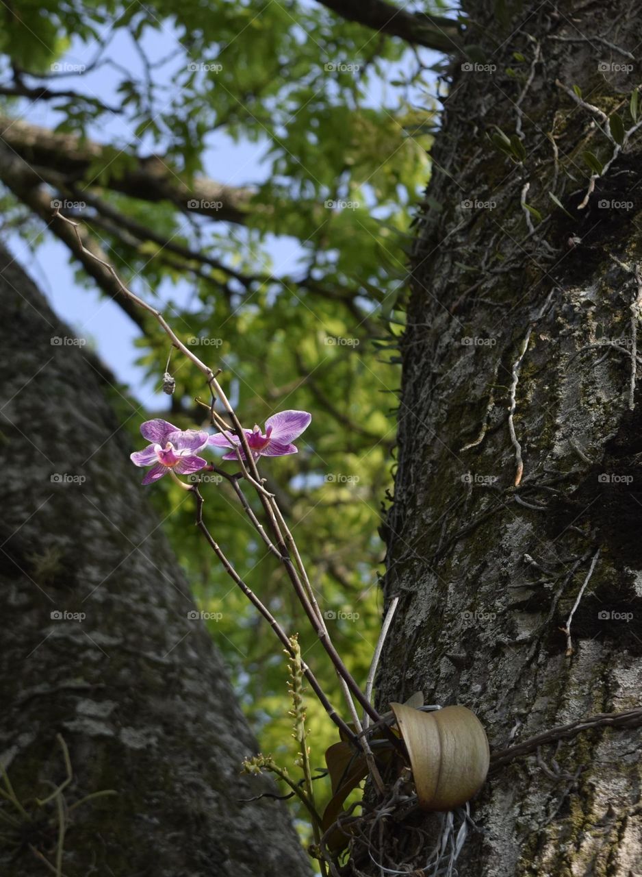 Orquídea