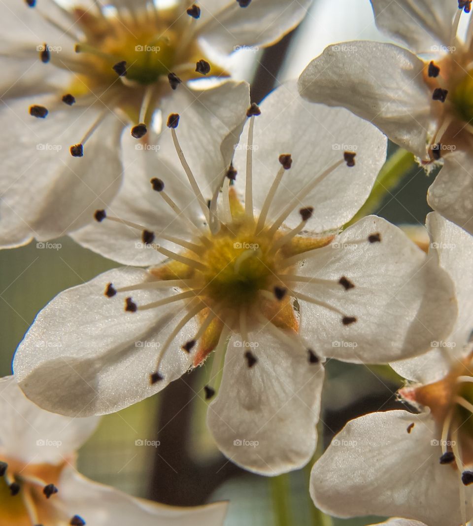 Flower spring