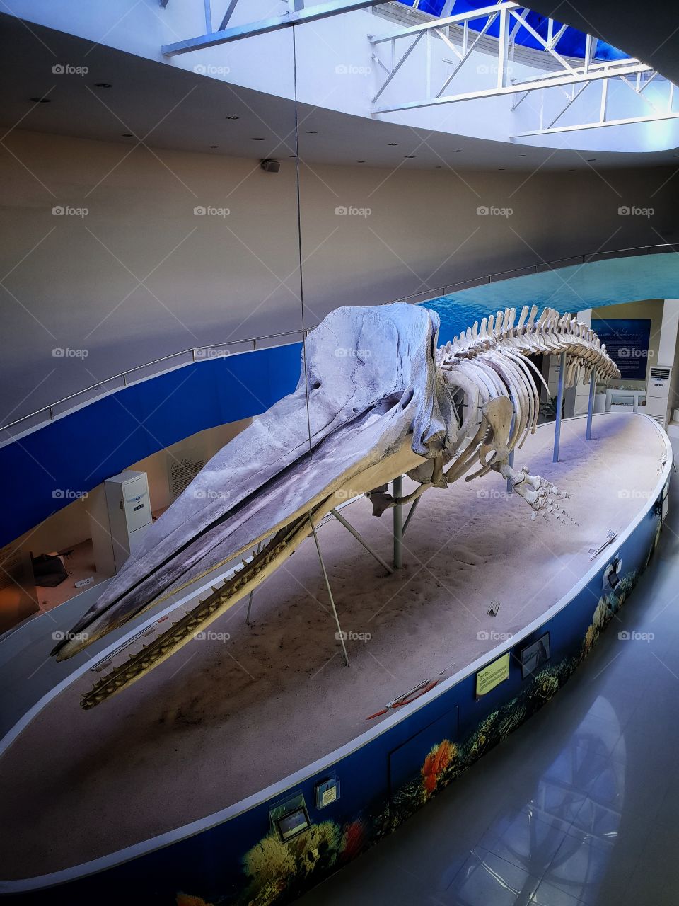 skeleron of a sperm whale