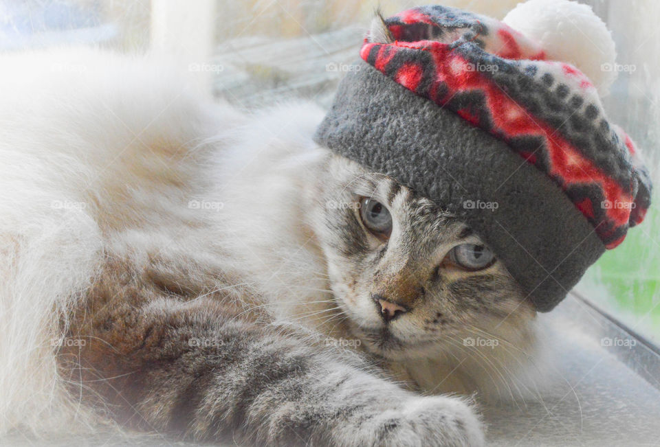 Beautiful tabby sporting a winter hat