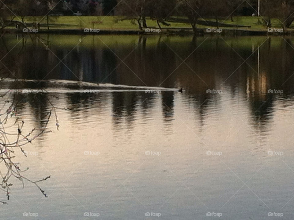 landscape lake duck peaceful by michaek_bdtkr
