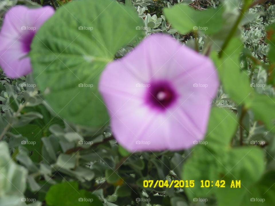 purple flower 🌸. This is a picture of a flower that I saw while out walking 🚶 🏃 🔥 💨 at the wildcatter ranch located east of Graham