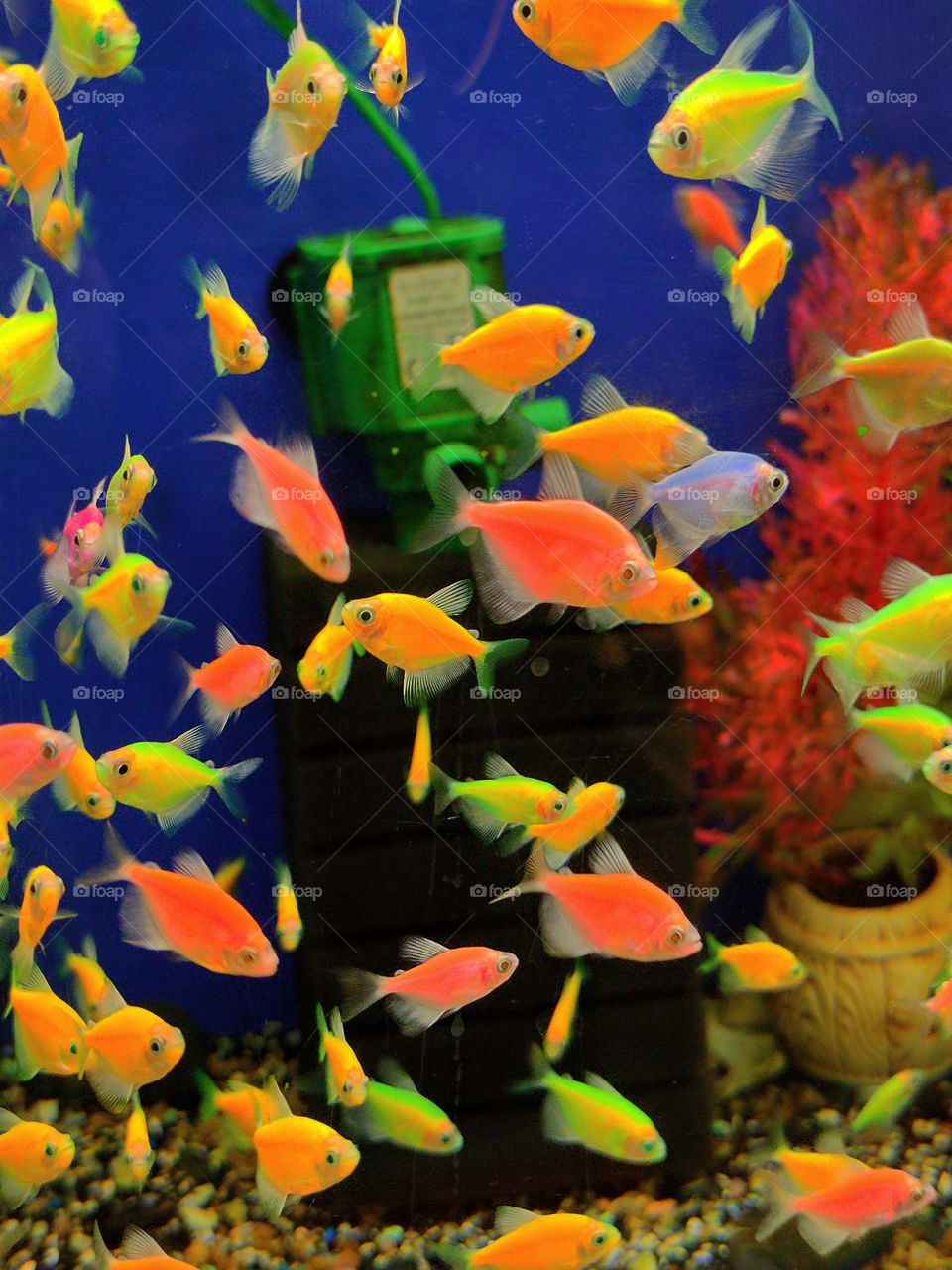 Pet shop. Aquarium.  Multicolored freshwater fish