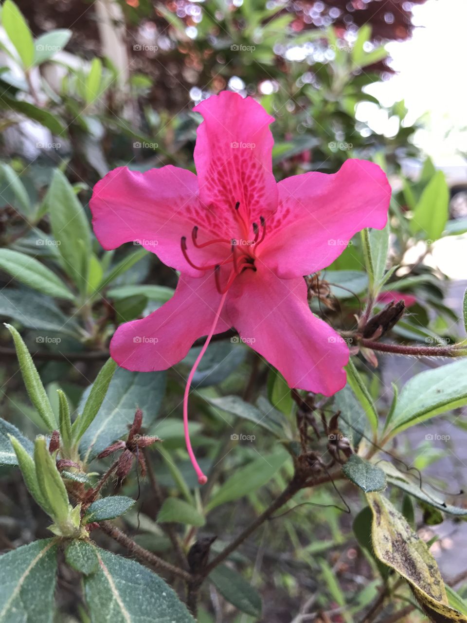 Pink flower