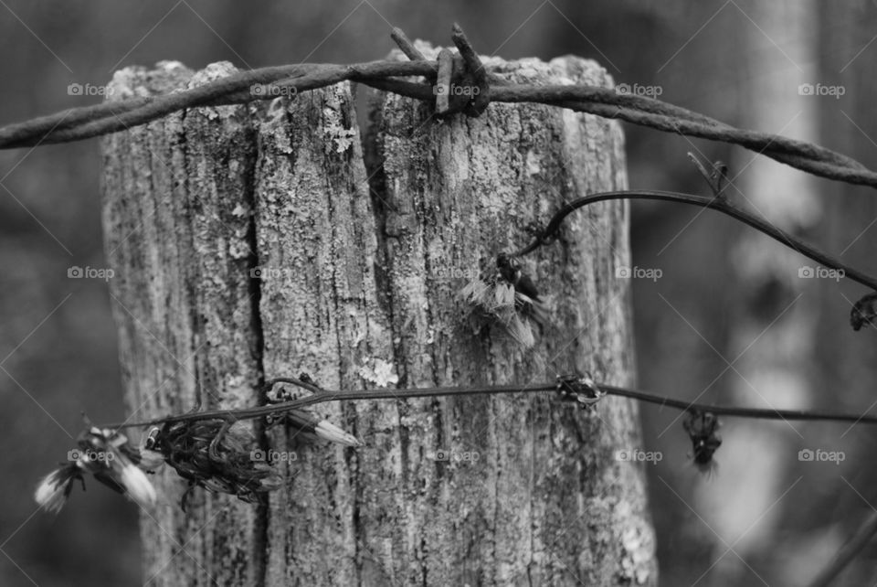 Close-up of barbed wire fence