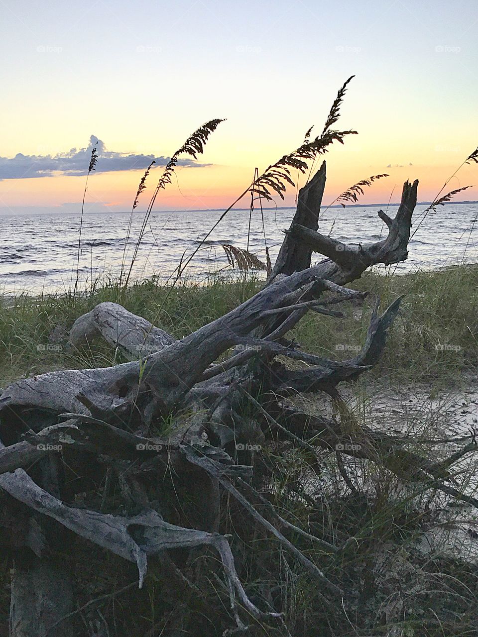 Tree stump and sea oats against the sunset