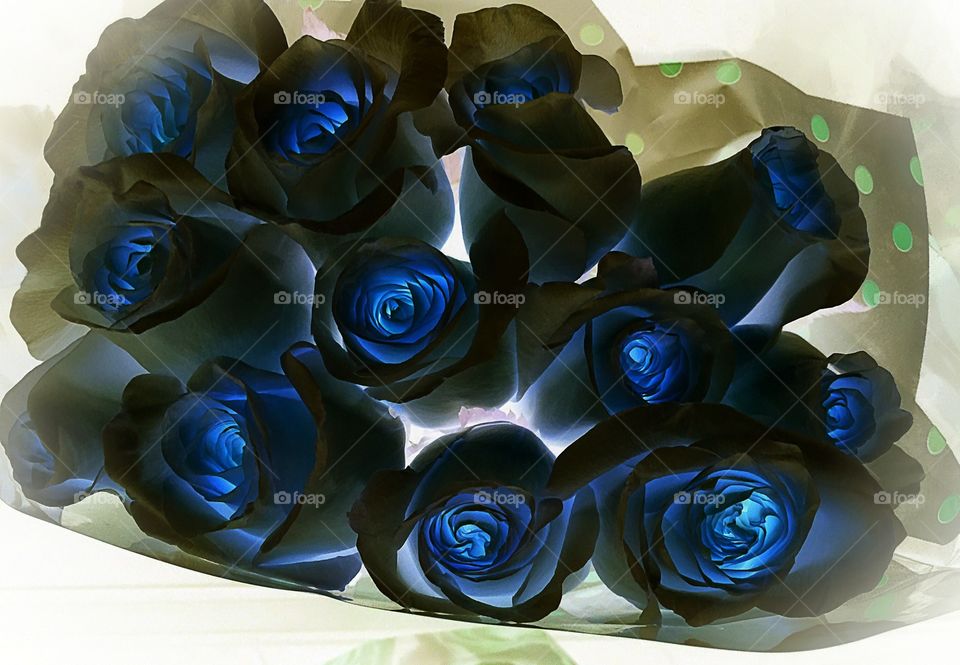 Dark roses
