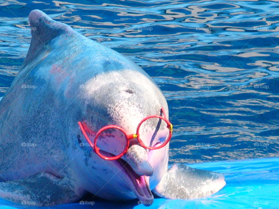 Swimming, Water, Underwater, Dolphin, Blower