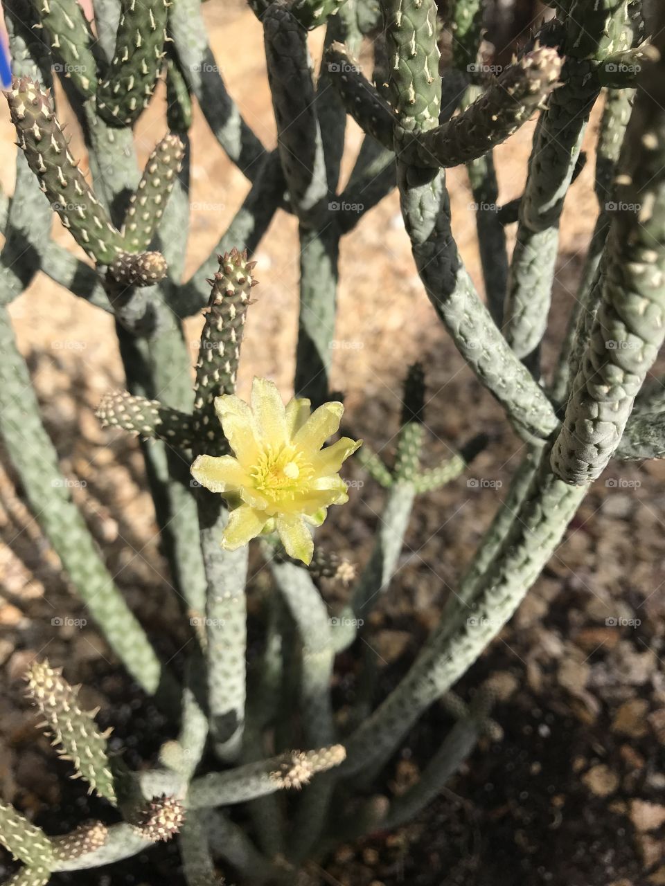 Cactus flower 