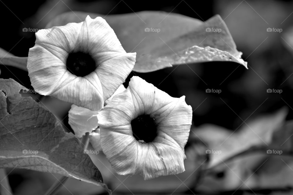 Beauty of Silver morning glory flowers making a pleasant feel.