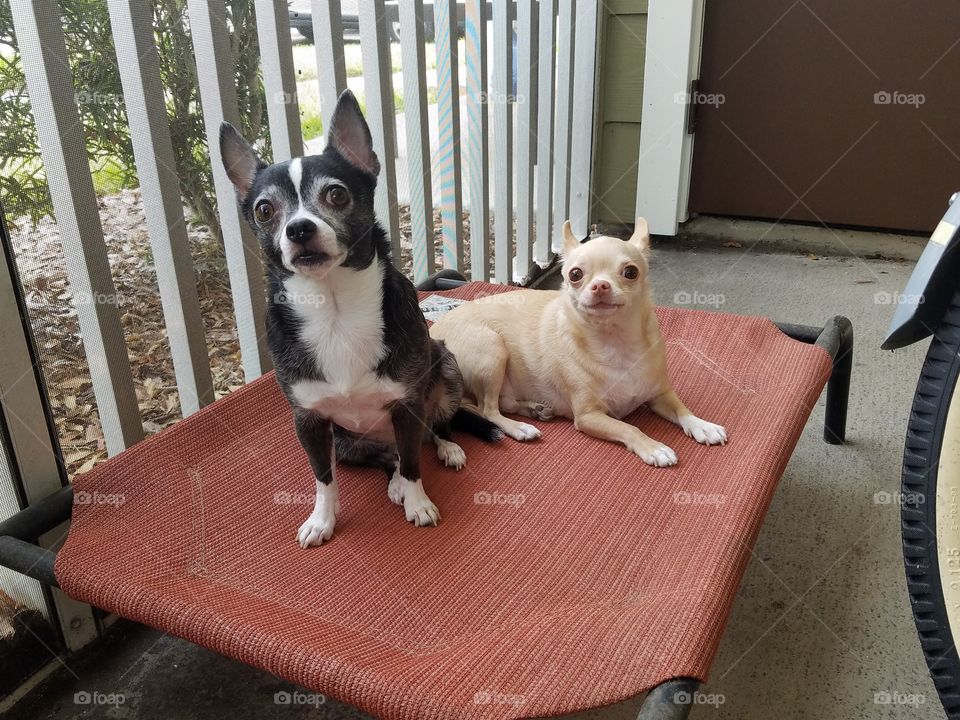 Funny small dogs on patio