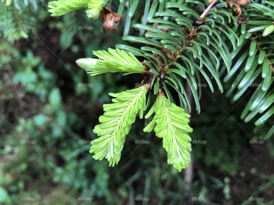 PineTree HD Photograph | Pinetree In rain | forest and nature