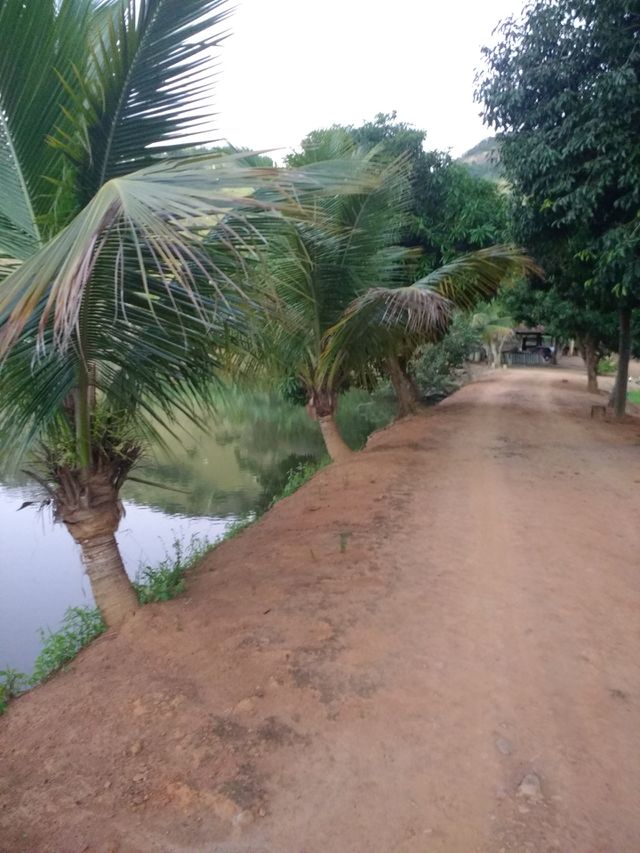lindo