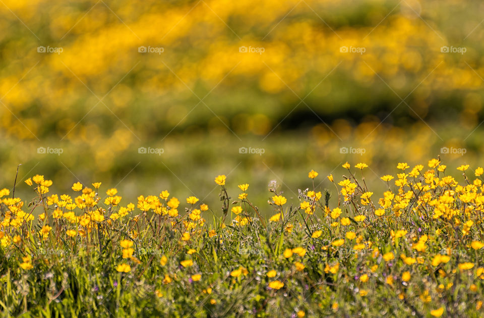 First signs of spring in your neighborhood