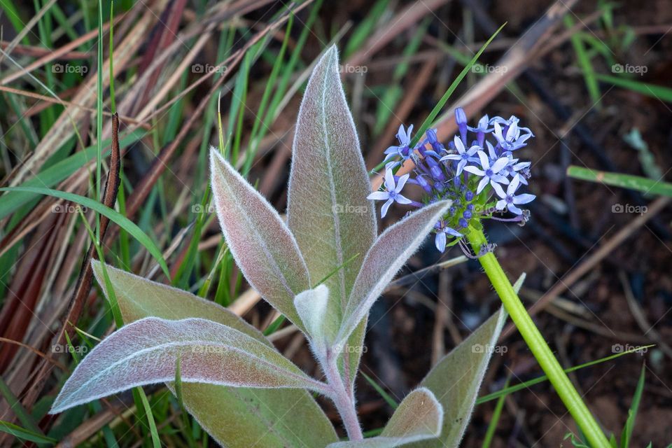 Budding leaves and purple flowers from a South African spring