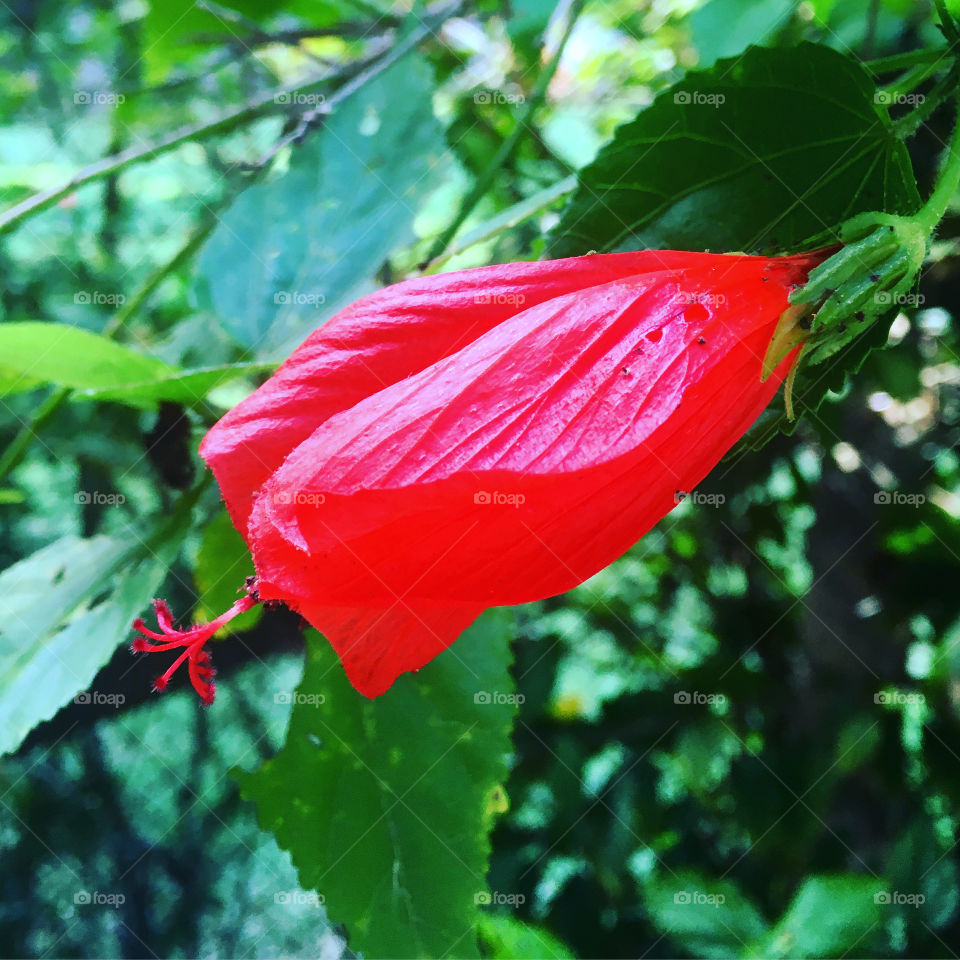 Wonderful flowers to make the day more beautiful.  Long live the beauty of nature! / Flores maravilhosas para deixar o dia mais bonito. Viva a beleza da natureza! 