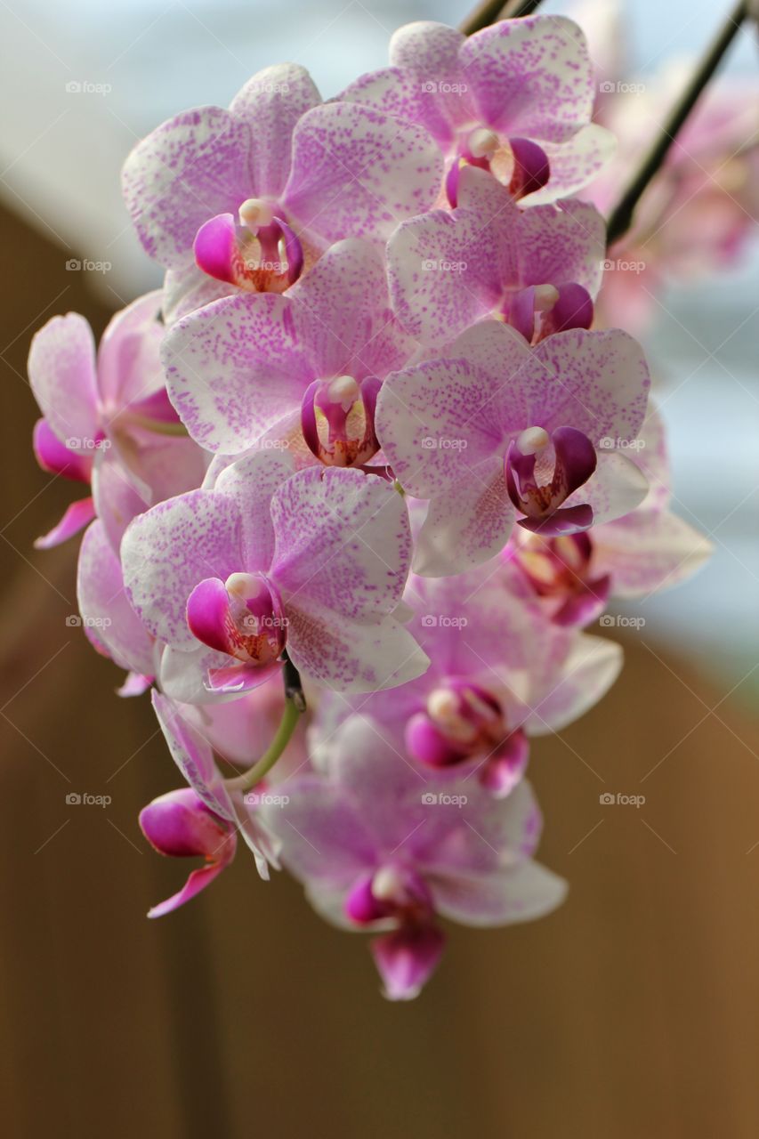 Orchids