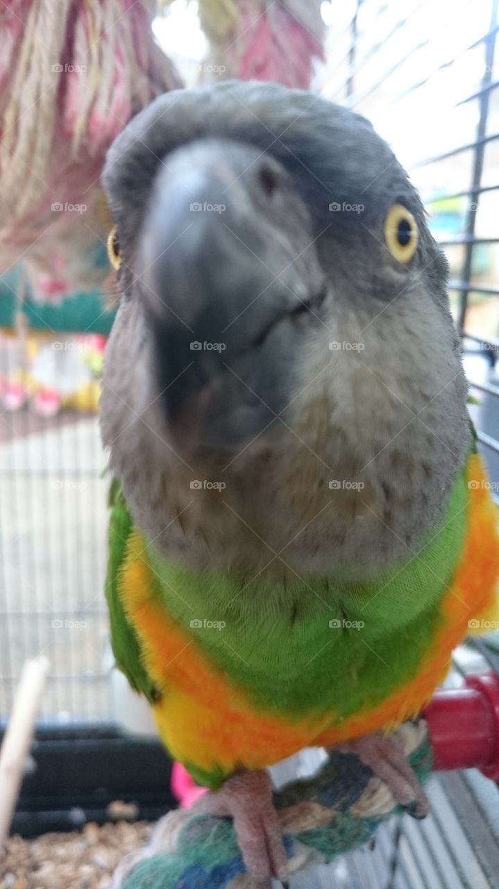 Senegal parrot at a garden centre in Bedfordshire 