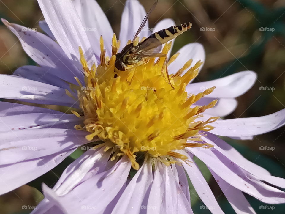 Природа Карпат