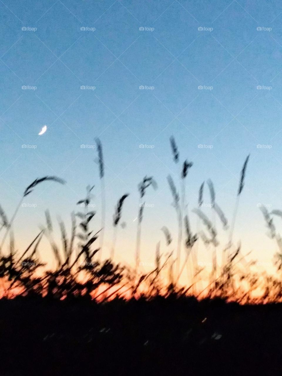 Pre-dusk, dusty rose and yellow tints sunset background, with front foliage and a sliver of the moon in the backdrop.