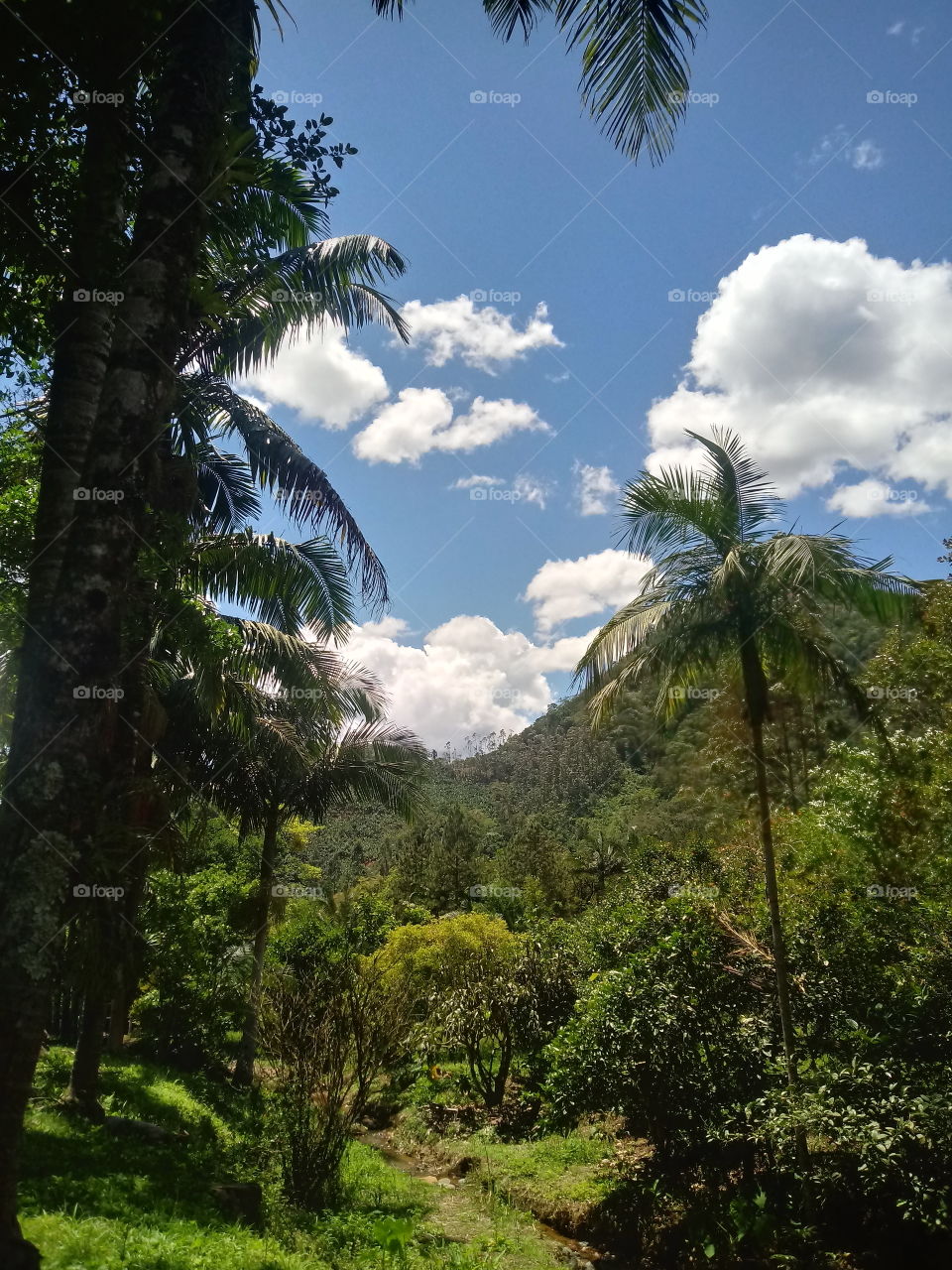 NATURE BOTANICAL PLANTS FLOWER GARDEN ENVIRONMENT