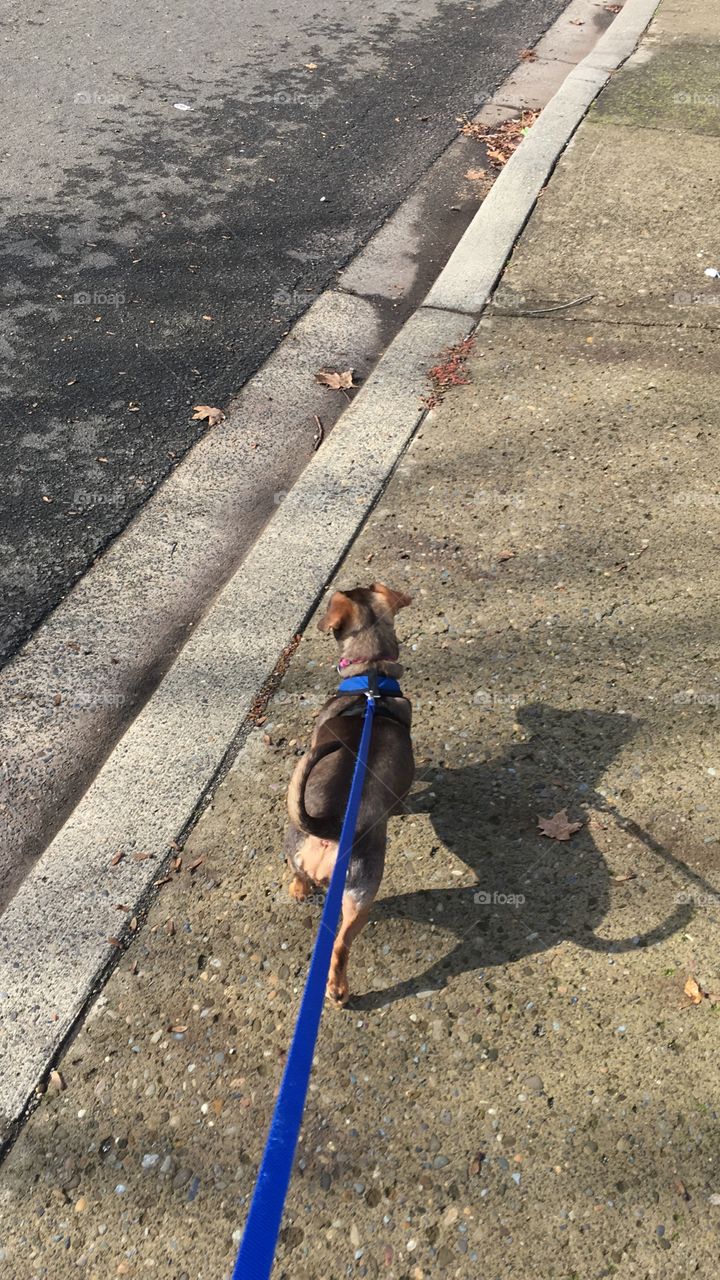 Walking the dog 