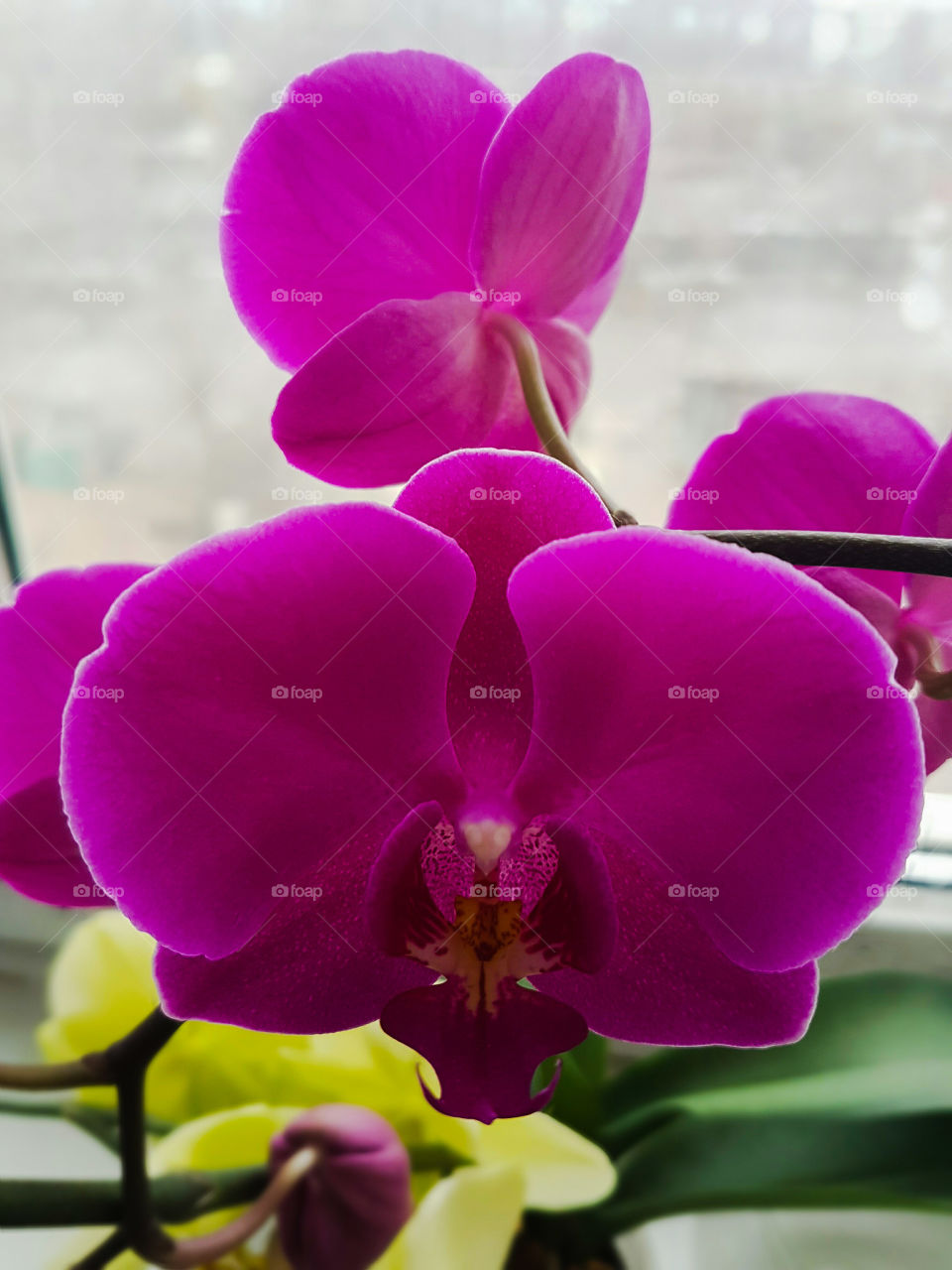 Orchid-purple story