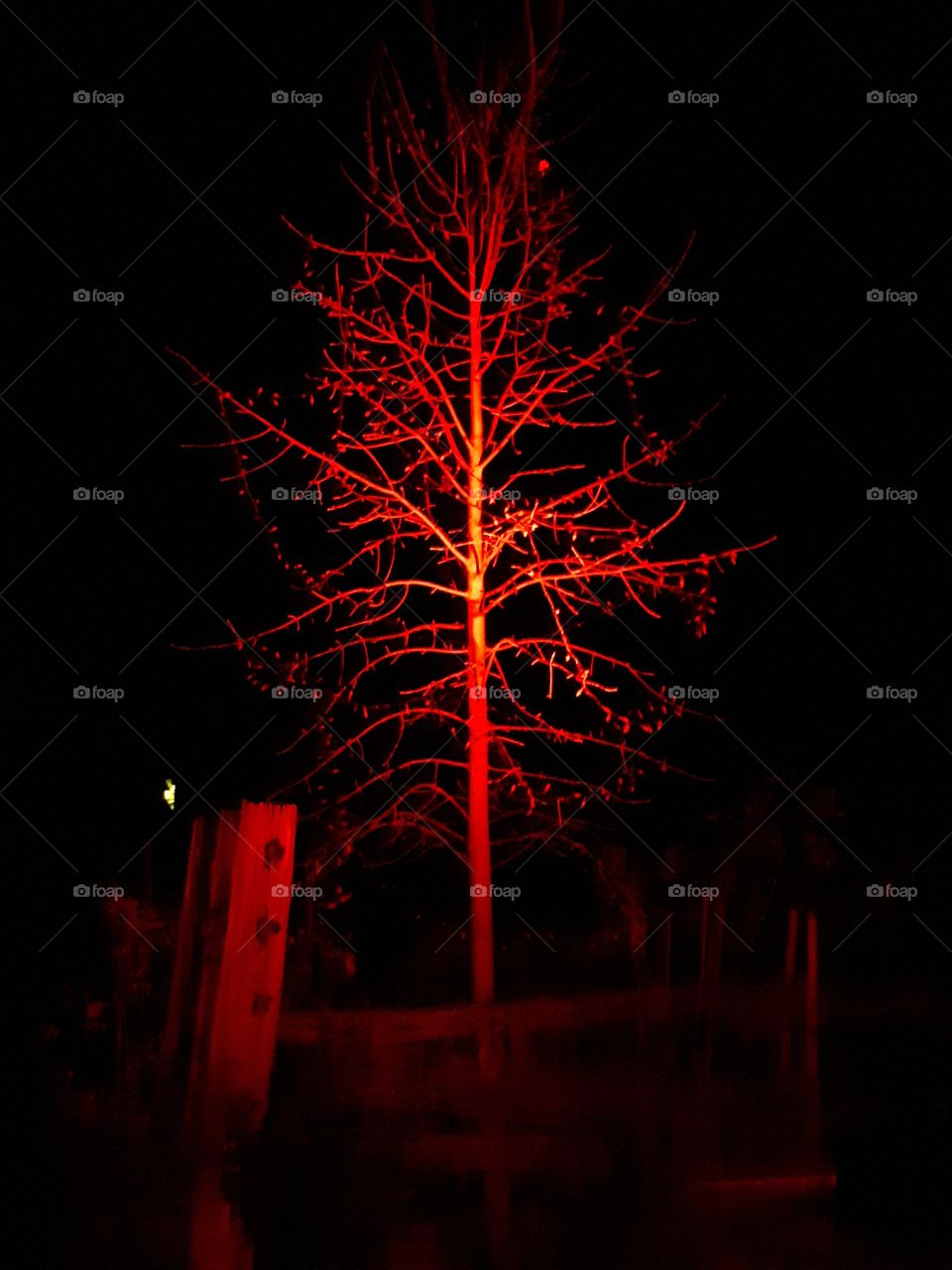 tree in red