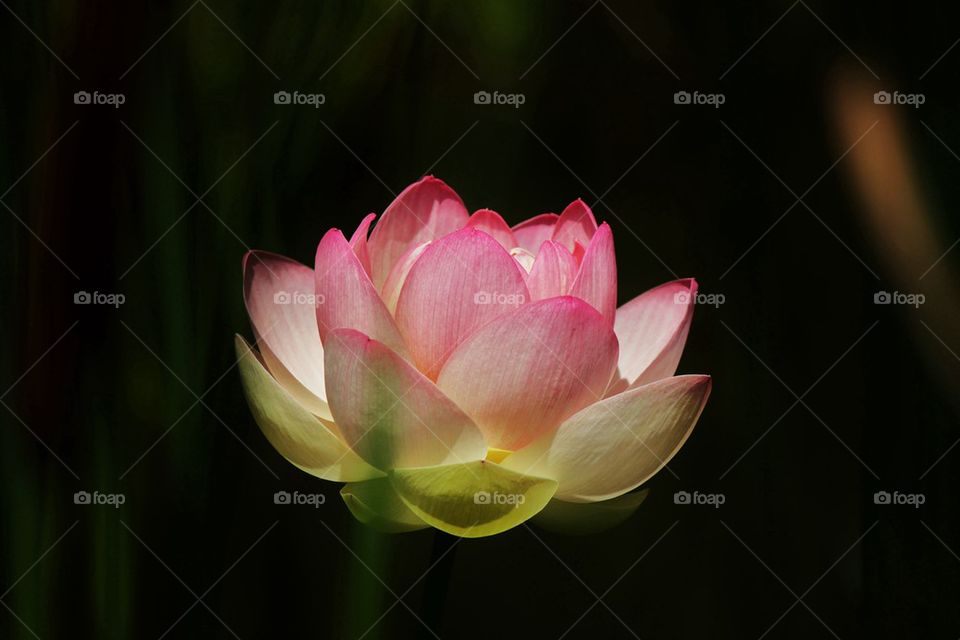 Close-up of pink waterlily