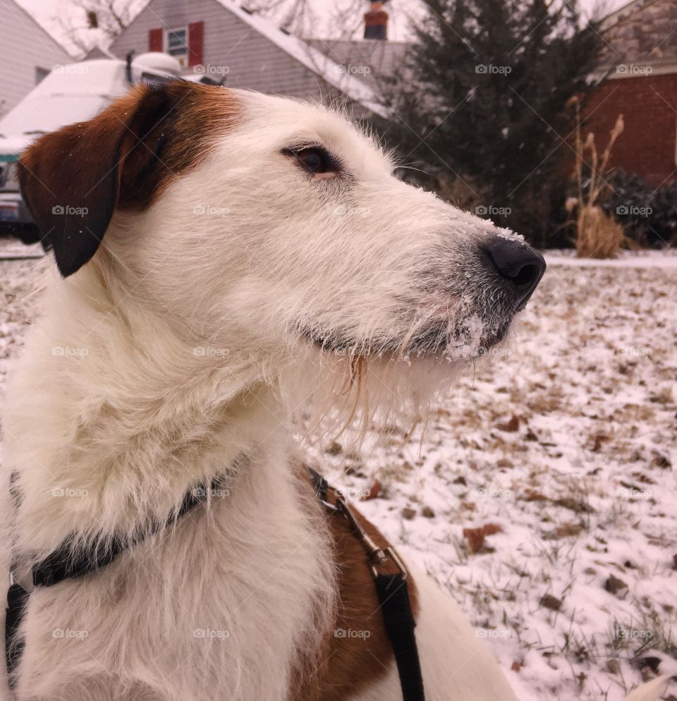Red and white terrier in snow 