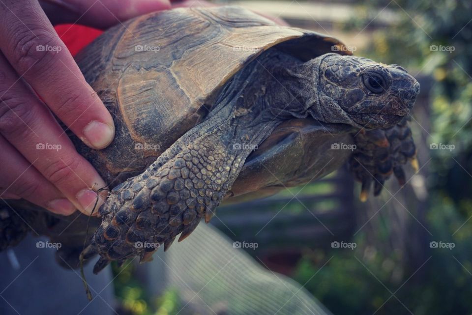 Turtle#animal#pet#nature