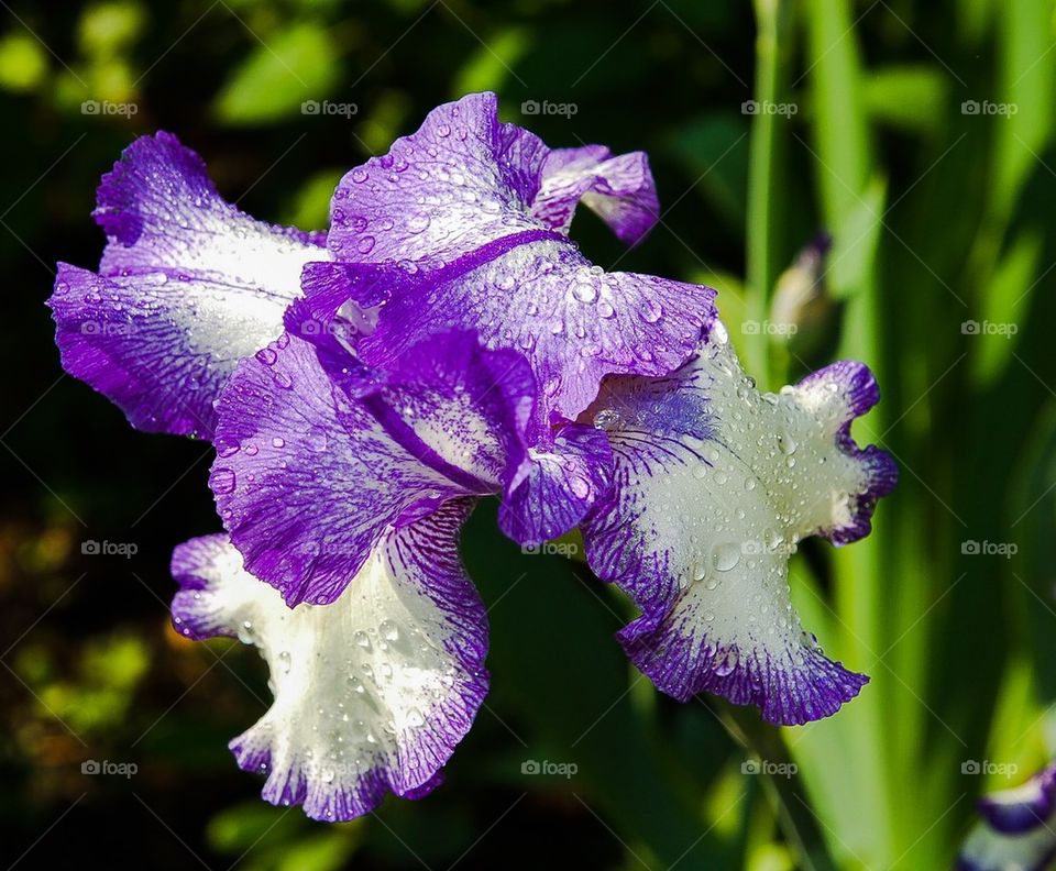 Iris