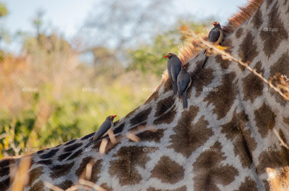 Oxpeckers on giraffe's back