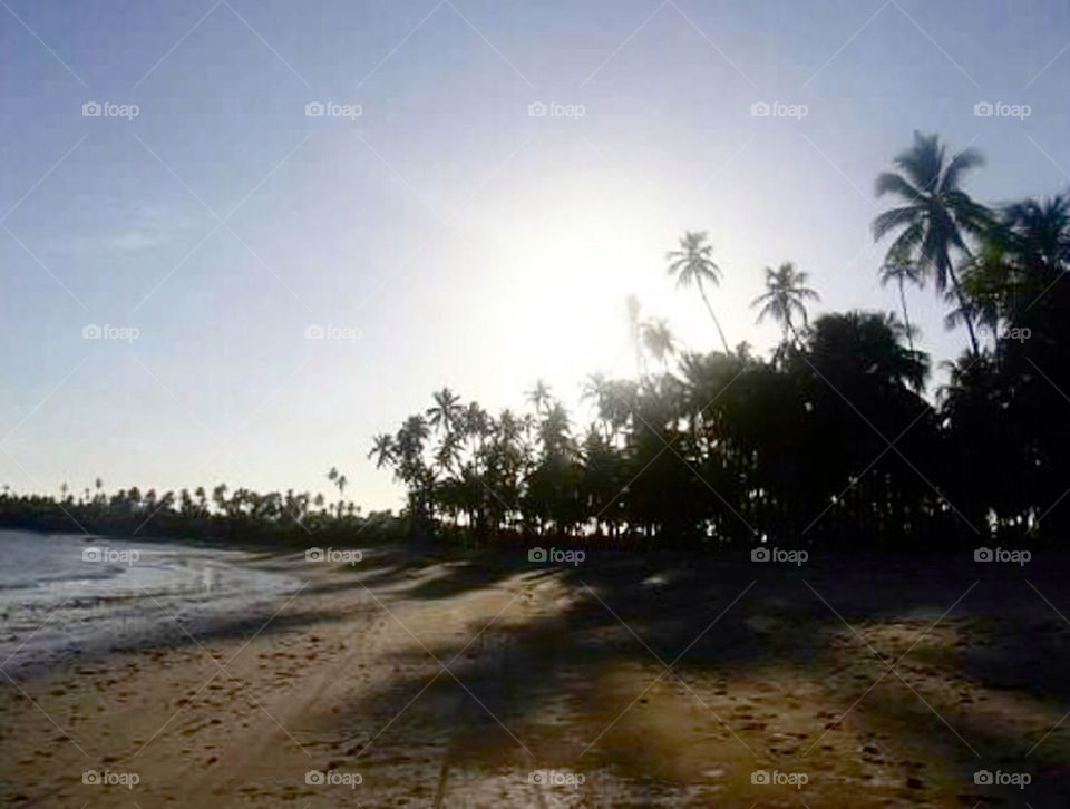 beach summer sunset palm by patty