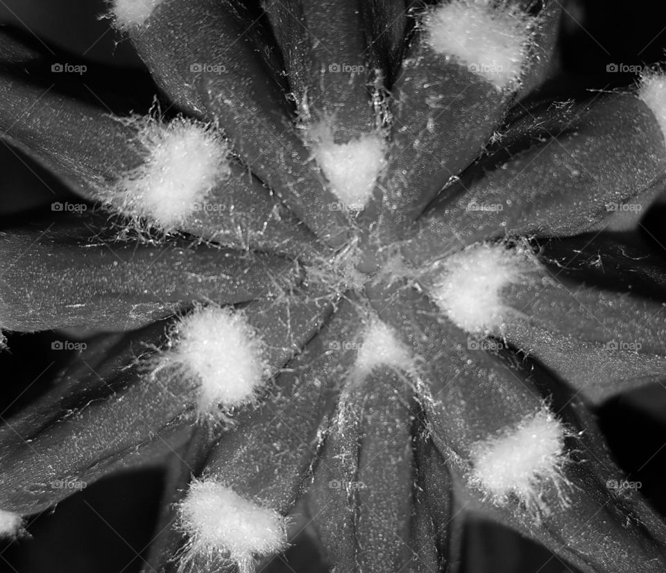 cactus grayscale