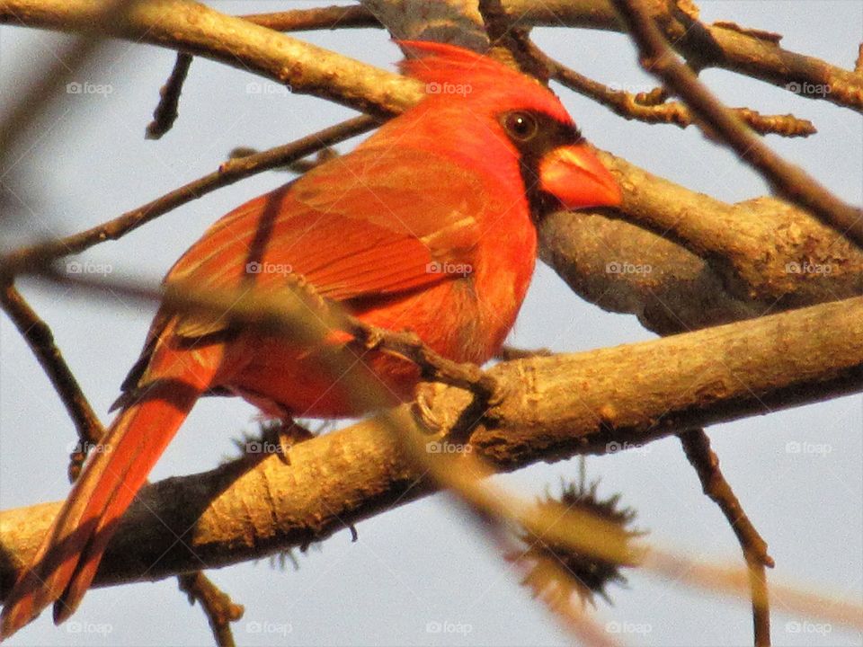 closeup of cardinal