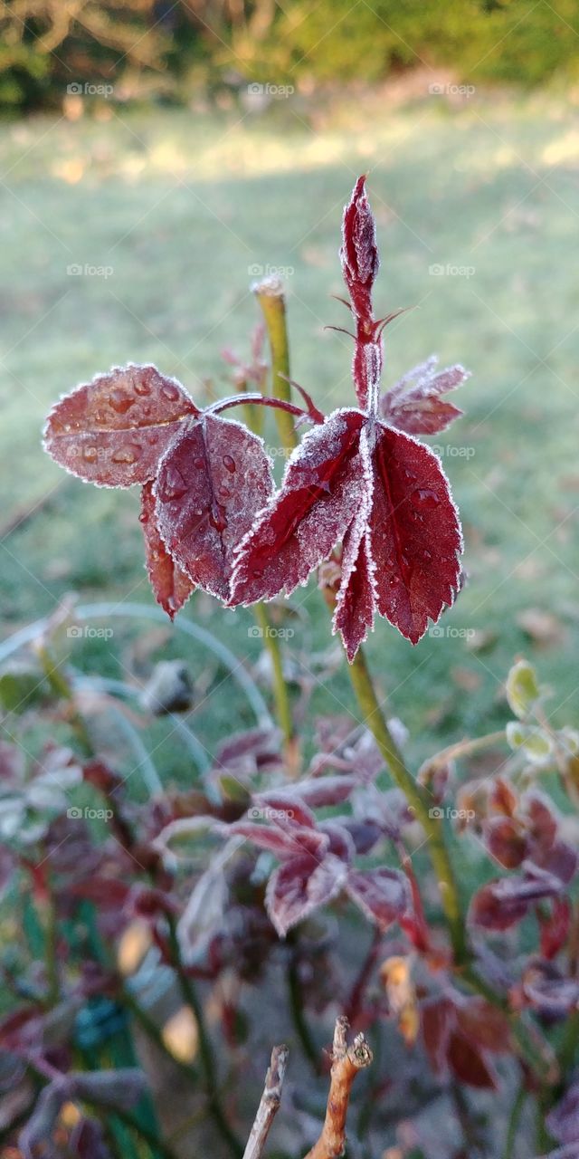 frost kalt cold eis ice plant red rod morgens