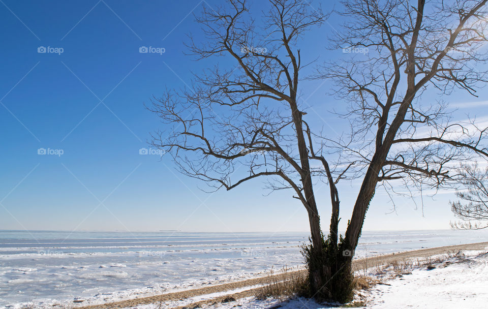 Dead tree on a snow-covered beach