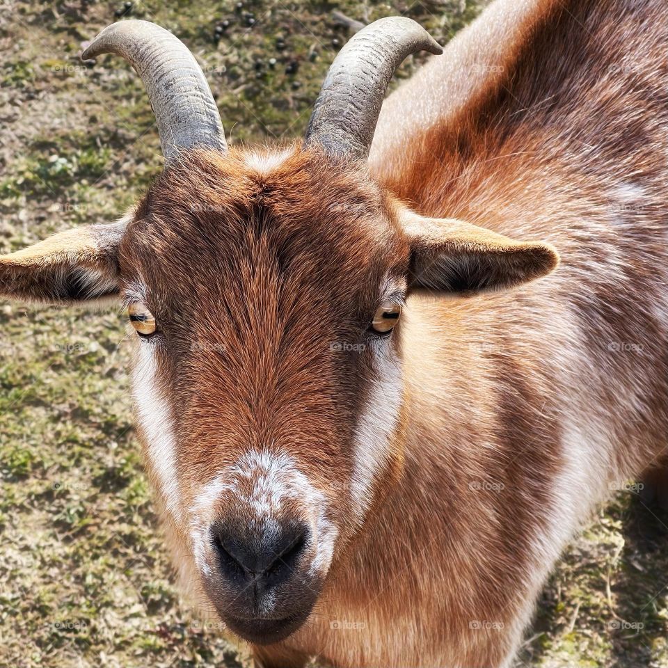 That goats got devil eyes. 