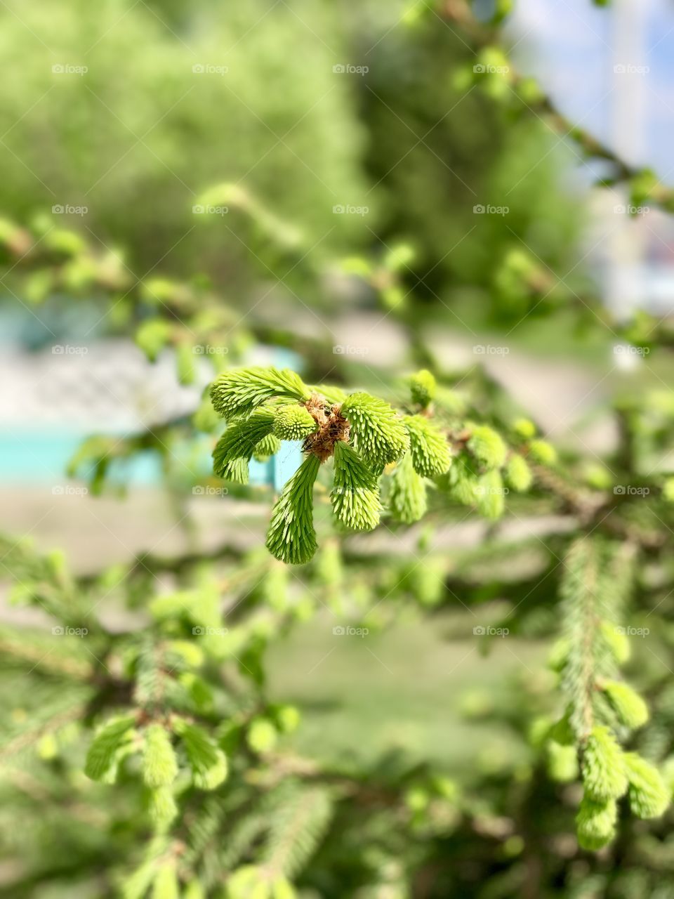 young green spruce twigs