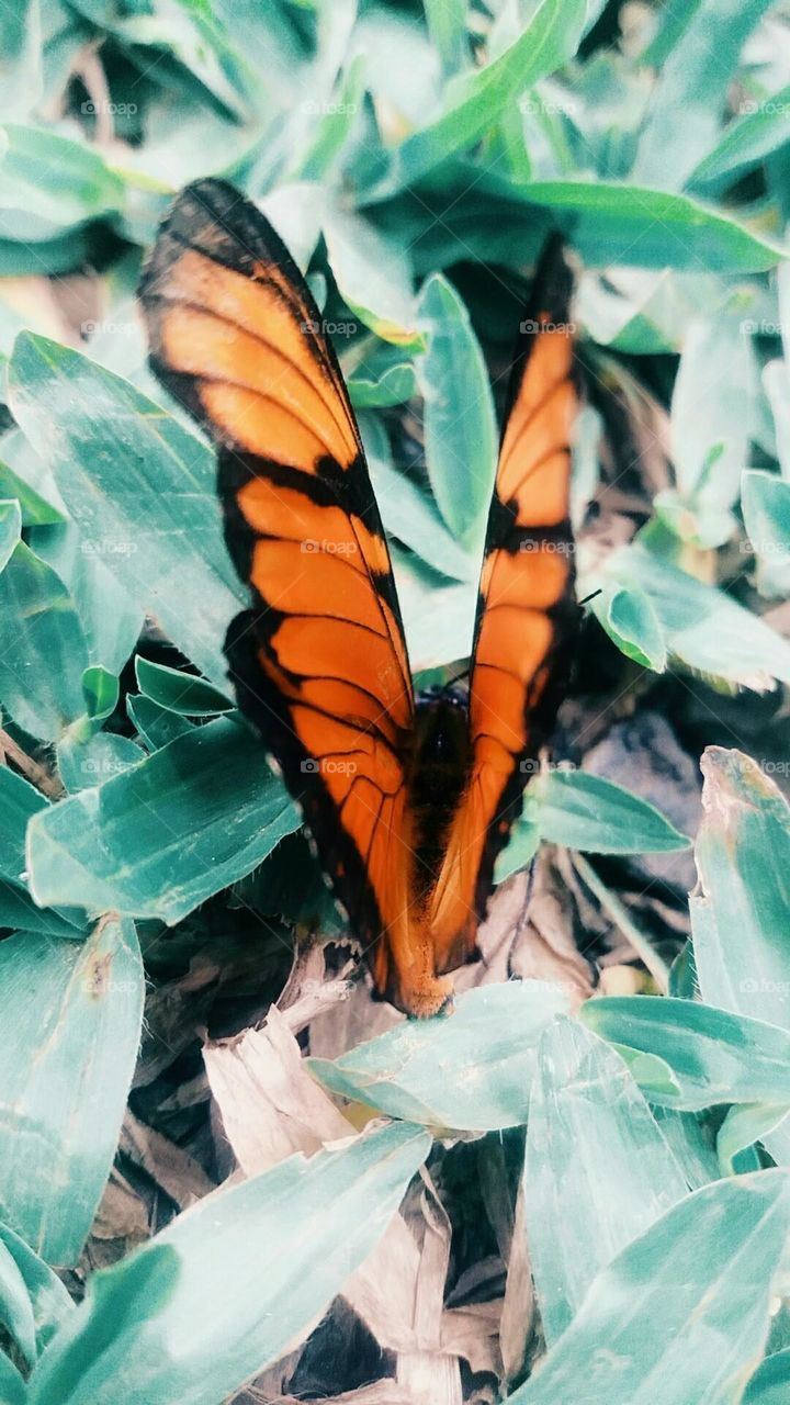 BORBOLETA 🦋